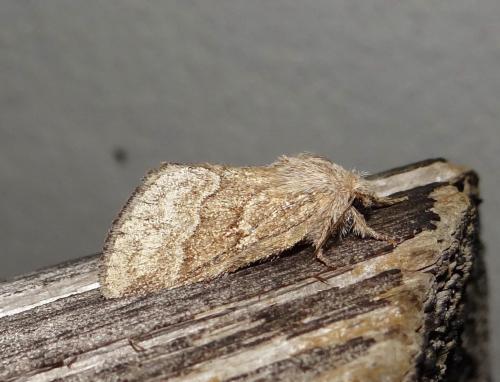 Réf. 194 521 : Trichiura crataegi